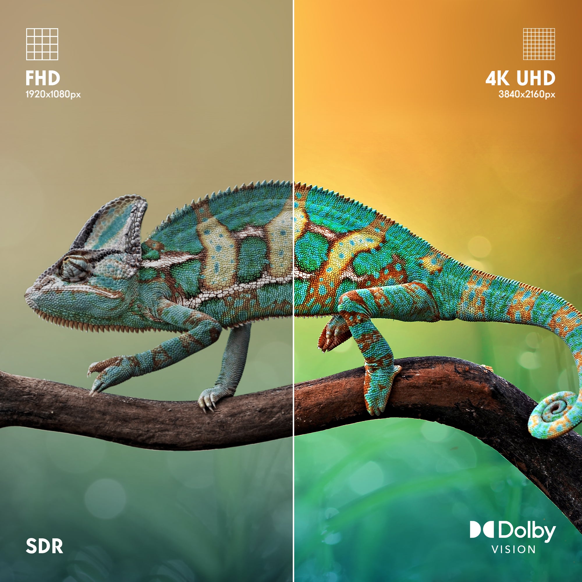 Chameleon on a branch comparison between SDR and Dolby Vision 4K UHD