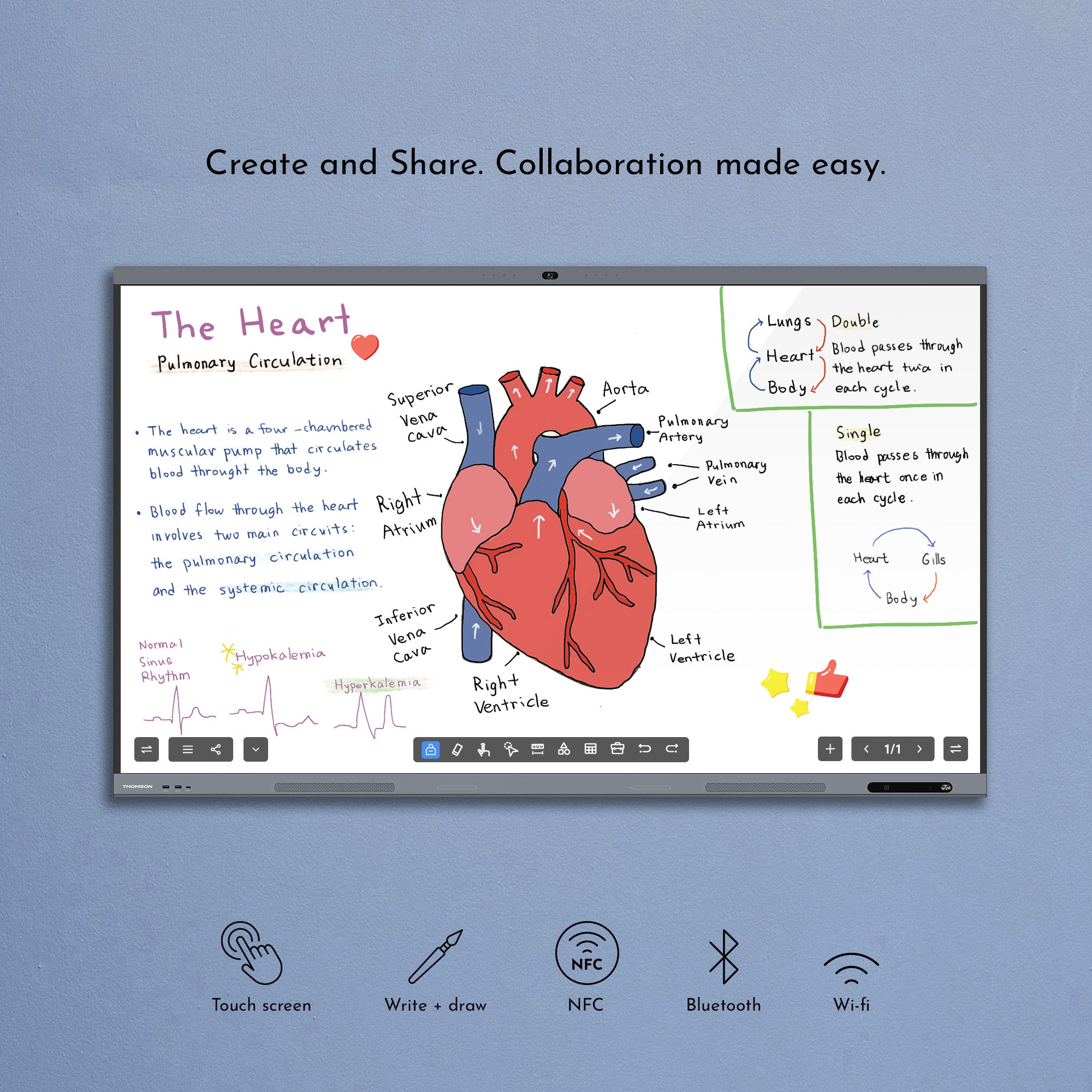 Interactive whiteboard displaying a heart diagram with educational content on a blue wall.