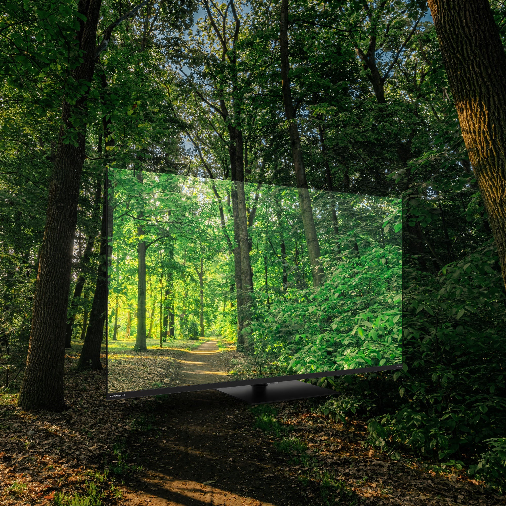 Wooded area with a path leading through the trees